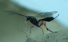 Ichneumon