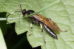 Eupalamus