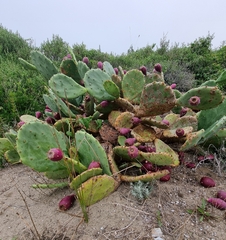 Opuntia anahuacensis