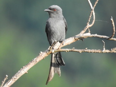 Dicrurus leucophaeus