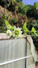 Passiflora biflora