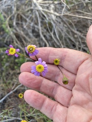 Senecio umbellatus