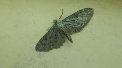 Eupithecia tripunctaria