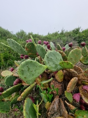 Opuntia anahuacensis