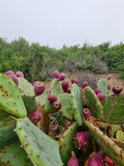 Opuntia anahuacensis