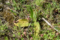 Himantoglossum hircinum