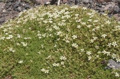 Minuartia recurva