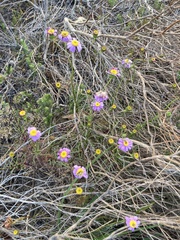 Senecio umbellatus