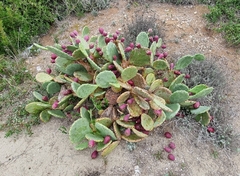 Opuntia anahuacensis