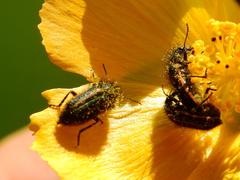 Astylus quadrilineatus