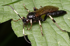 Eupalamus