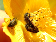 Astylus quadrilineatus