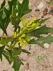 Morella quercifolia