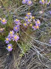 Senecio umbellatus