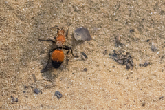 Dasymutilla nigricauda