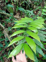 Zamia huilensis