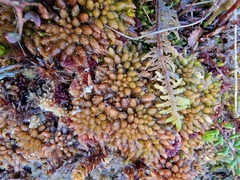 Sphagnum austinii