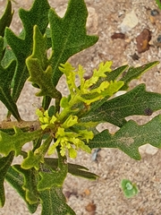 Morella quercifolia