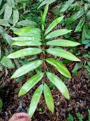 Zamia huilensis