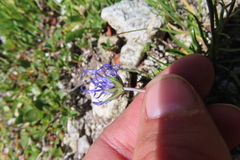 Phyteuma hemisphaericum