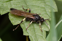 Eupalamus