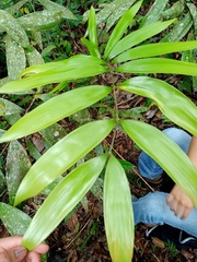 Zamia huilensis
