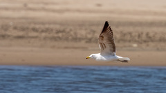 Larus dominicanus vetula