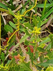 Morella quercifolia