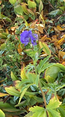 Aconitum napellus