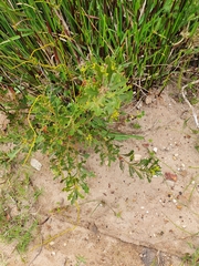 Morella quercifolia