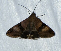 Melipotis fasciolaris