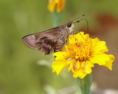 Nyctelius nyctelius