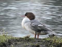 Mergus merganser merganser