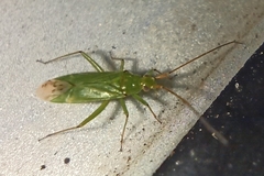 Blepharidopterus angulatus