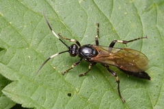Eupalamus