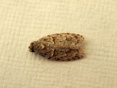 Agriophara horridula