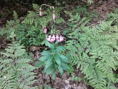 Lilium martagon pilosiusculum