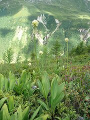 Allium victorialis