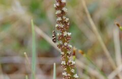 Micropterix aureatella