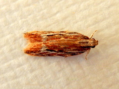 Ardozyga furcifera