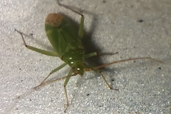 Blepharidopterus angulatus