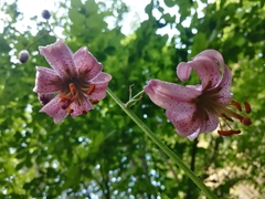 Lilium martagon pilosiusculum