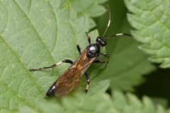 Eupalamus