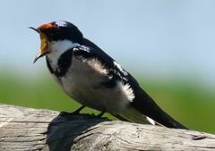 Hirundo albigularis