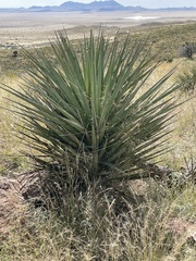 Yucca torreyi