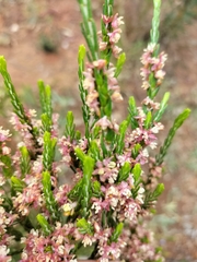 Passerina corymbosa