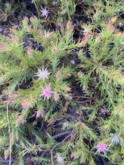 Diastella proteoides