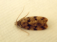 Barea subviridella