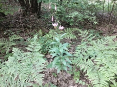 Lilium martagon pilosiusculum