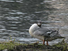 Mergus merganser merganser